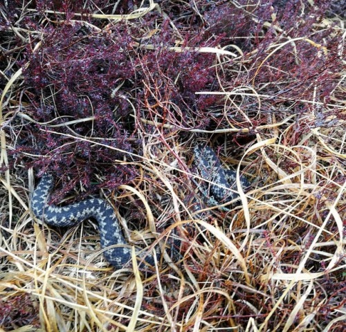 We saw a fully grown adder just starting to emerge for the spring. A fairly rare sighting, this is t