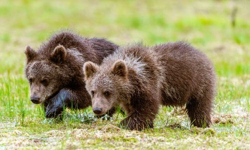 bears–bears–bears:  Up to no adult photos