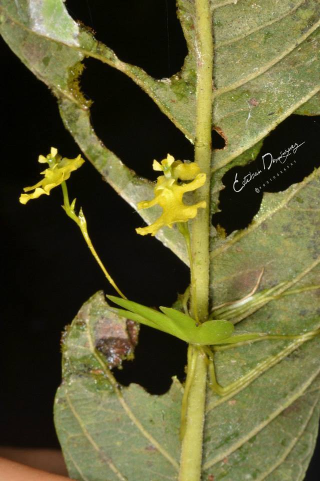 Erycina pumilio growing on a living leaf.
By Esteban Dominguez Vargas.