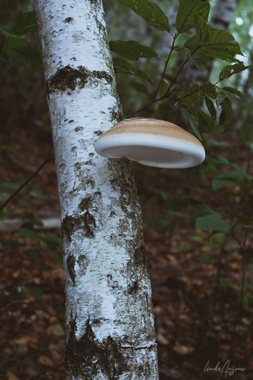 lindagoesmushrooming:Fomitopsis betulina | Birch Polypore