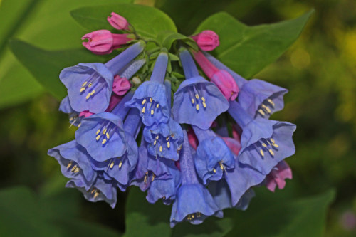 terranlifeform: Virginia bluebell (Mertensia virginica) in bloom at Merrimac Farm Wildlife Managemen