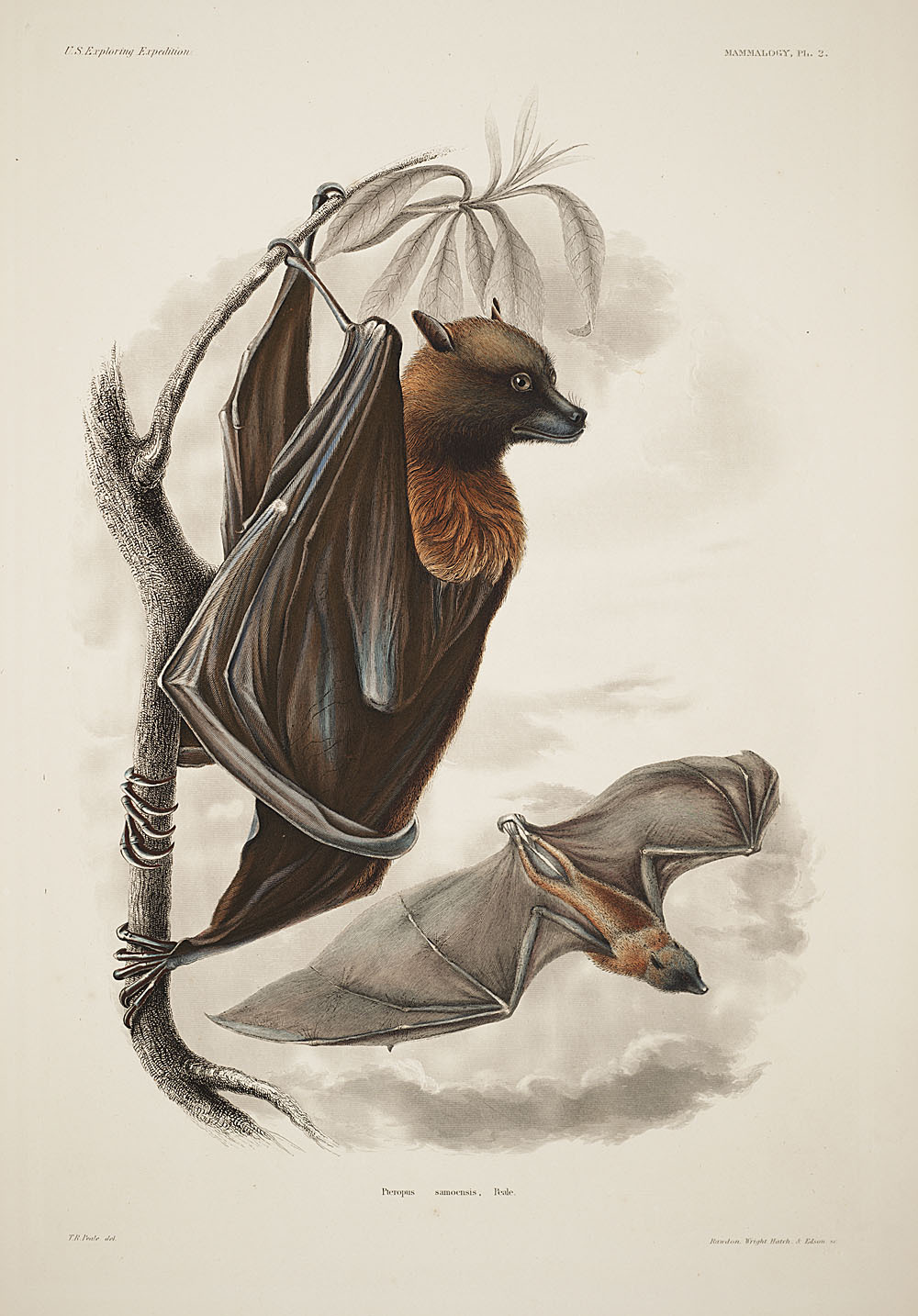 smithsonianlibraries:  Bats are pollinators too, you know. Pteropus samoensis or