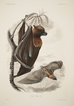 smithsonianlibraries:  Bats are pollinators too, you know. Pteropus samoensis or Samoan flying fox. illustration by Titian Peale, from John Cassin’s Mammalogy and Ornithology. Atlas (1858)  From eol.org:  All flying foxes of the genus Pteropus play
