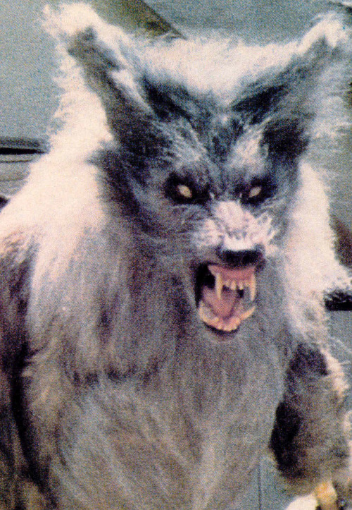 brundleflyforawhiteguy:The Howling (1981)