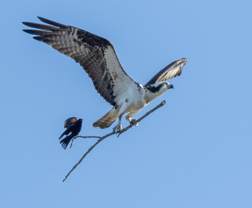 jaubaius: A Red-winged Blackbird looking like it’s getting a free ride on an Osprey’s broomstick. Th