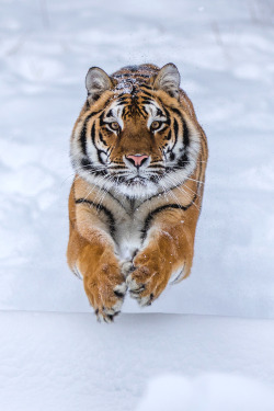 souhailbog:   Running Tiger | ©   NaturesFan | More  