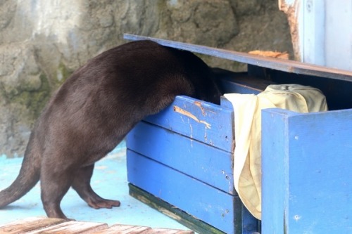 maggielovesotters: Otter mum thinks it’s a good time to take her pup out for some fresh air. S
