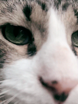 oeuvrs:watchful green eyes. (by me)