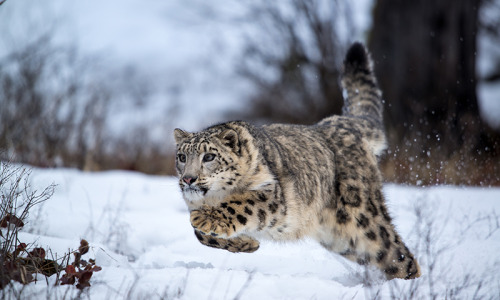 ainawgsd:
“ Snow Leopards
The snow leopard or ounce (Panthera uncia) is a large cat native to the mountain ranges of Central and South Asia.Their bodies are stocky, their fur is thick, and their ears are small and rounded, all of which help to...