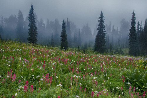 90377: Wildflowers @ Mt. Rainier National Park(霧裡看花) by FollowingNature (Yao Liu)