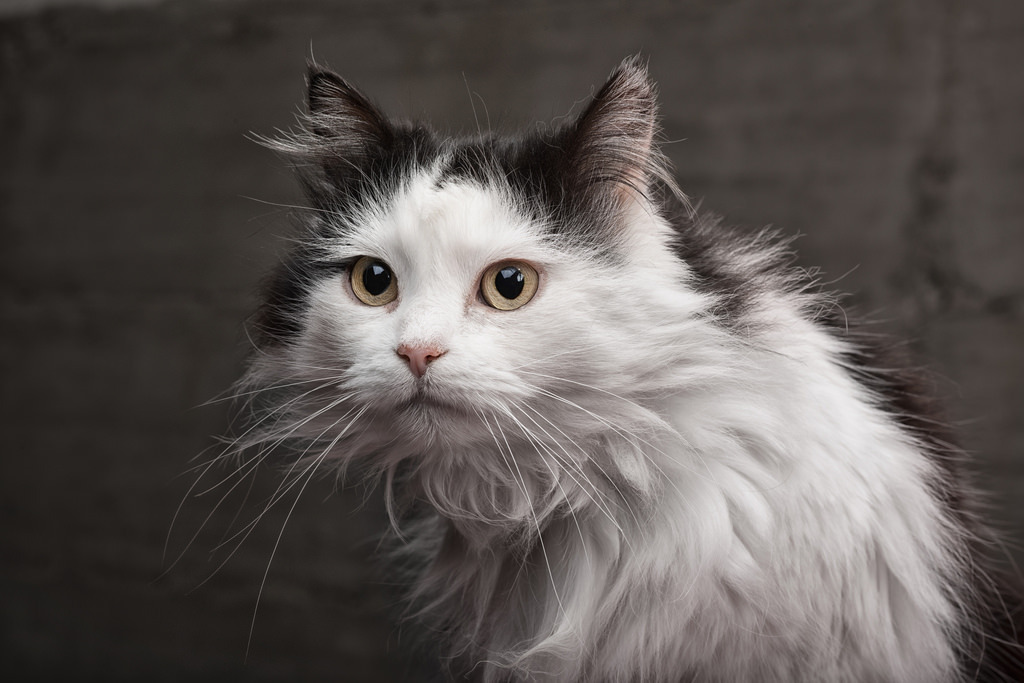 778:  gattina (by martino_papesso) 