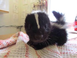 awwww-cute:A Baby Skunk!!