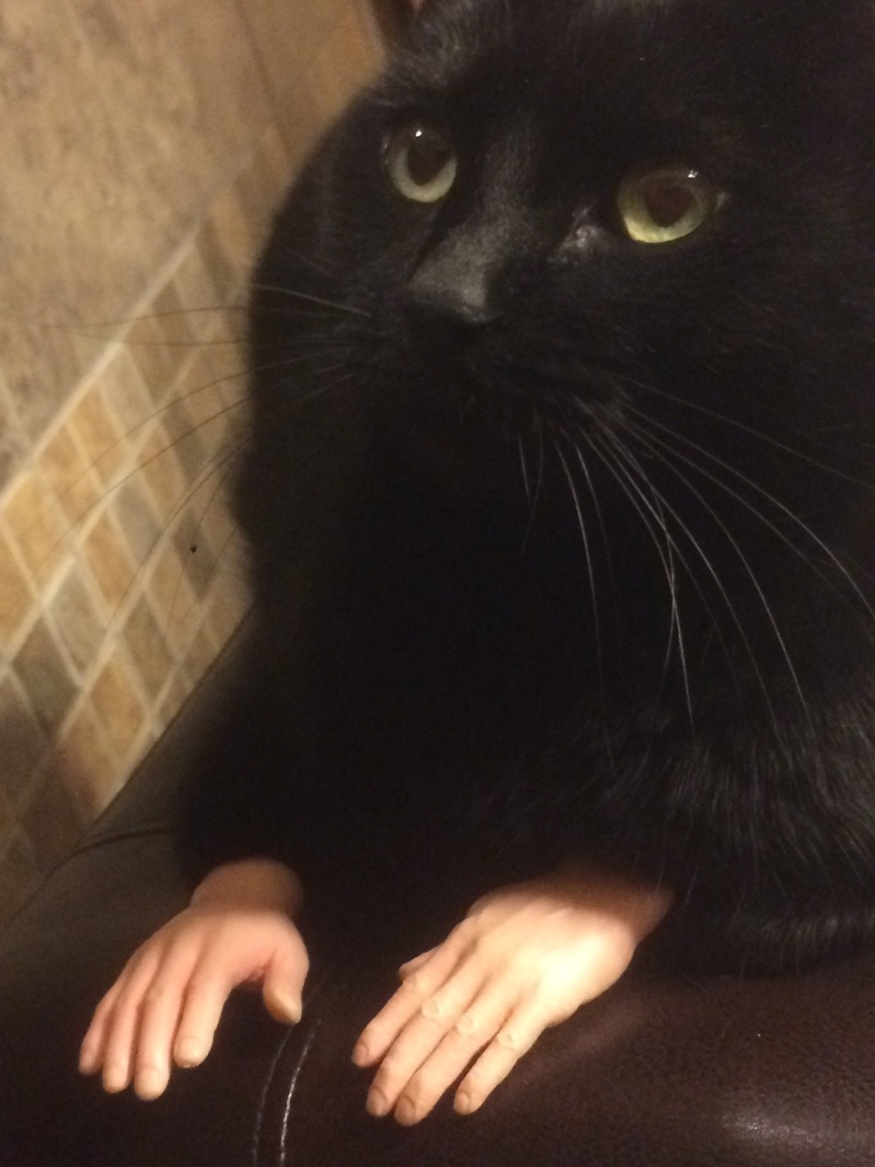 gudbud: unflatteringcatselfies: My sister sent this to me of our cat, Sassy with