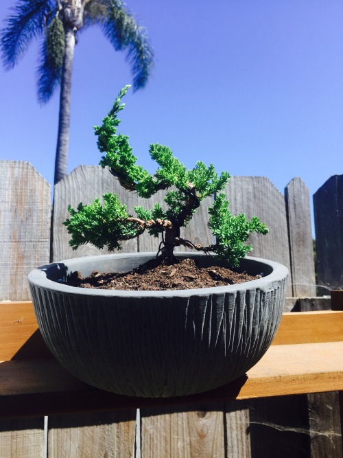 My first Juniper Bonsai tree and replanting my Fern. Templeton was happy to help me!