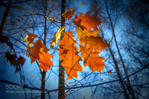 gejianxin - oak leaves colors of autumn. november...