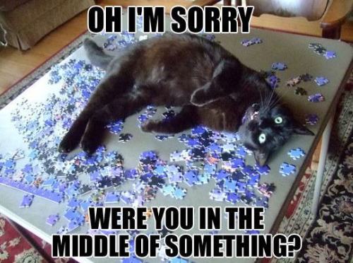 pleatedjeans:  Cat Owners Will Understand (21 Pics)