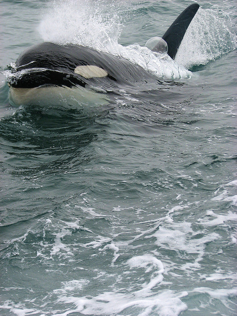100leaguesunderthesea:  Killer Whale (Orcinus orca) by Crappy Wildlife Photography on Flickr.