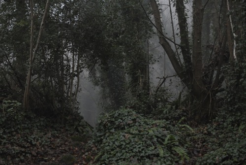 buron: Landslip Mist Whilst Wrens Guard Nest (ix) ©sydburon - December ‘16