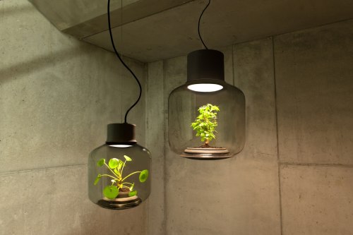 laughingsquid: Innovative LED Lights With Plants Inside That Thrive in Environments Without Natural 