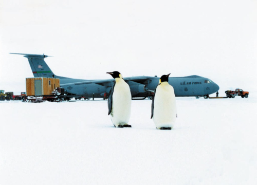 Emperor Penguin Chicks Huddle In San Diego, After Being Flown From Antarctica, To Be Part Of A NSF Study