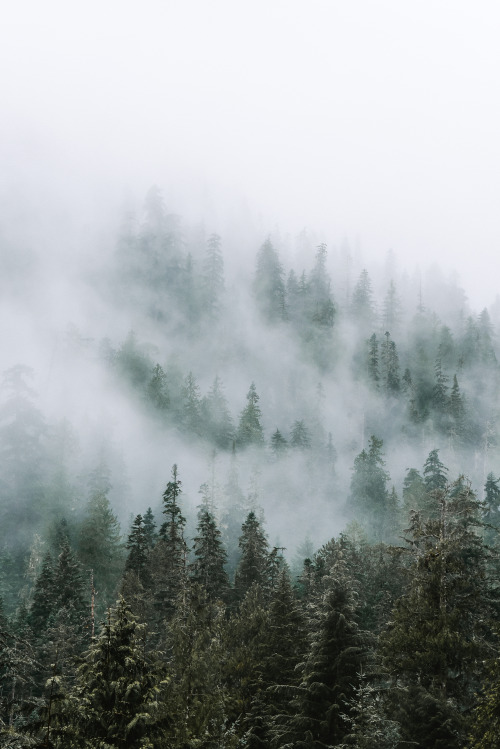 morgan-phillips:Foggy Trees - Morgan Phillips