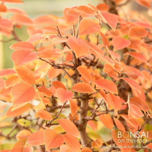 榠樝（カリン）の石付盆栽KARIN, Chinese quince bonsai on a rock2017.11.25 撮影bonsai on the rock| Creema | BASE | Z