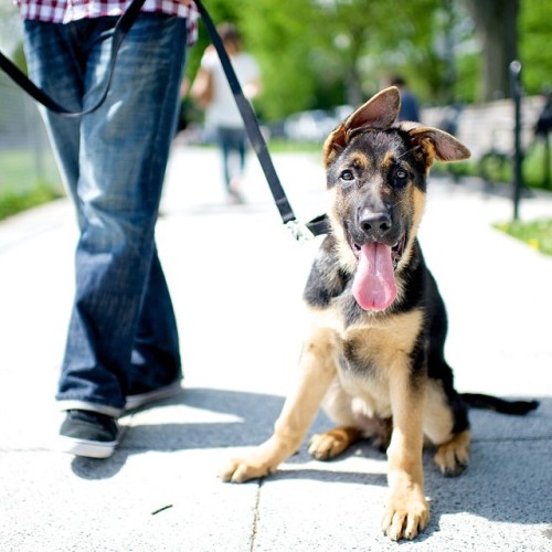 thedogist:  Ace, German Shepherd, President’s Park, Washington, DC