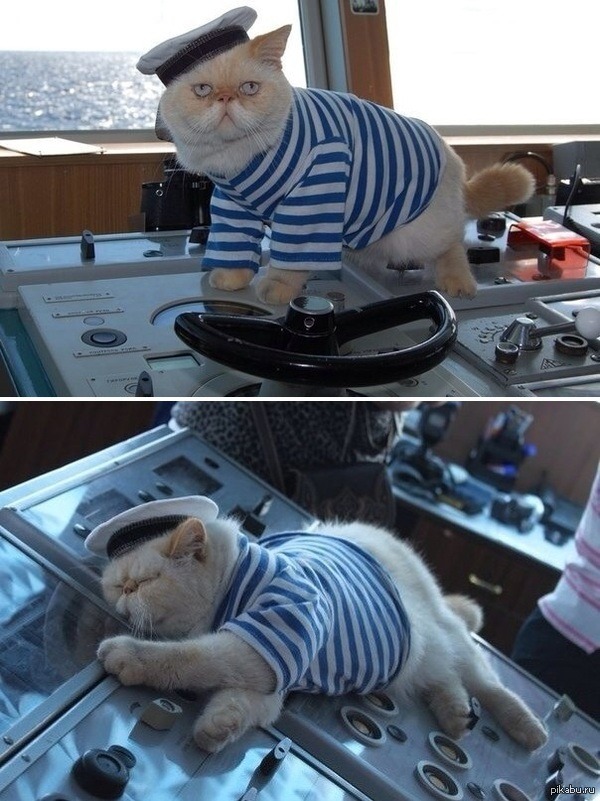 cute-overload:Meet the captain cat - a resident of a Russian heavy atomic battlecruiser