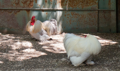 May 12 2011. A zoo in Zaporizhia city.