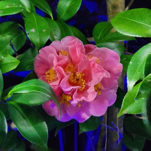 Happy New Year, Fellow Earthlings! #bonneannée #felizañonuevo #godtnytår #flowersinurbia #camellia #