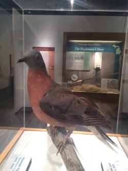 sticky-figurines:  I want to make an illustration of this stuffed passenger pigeon 