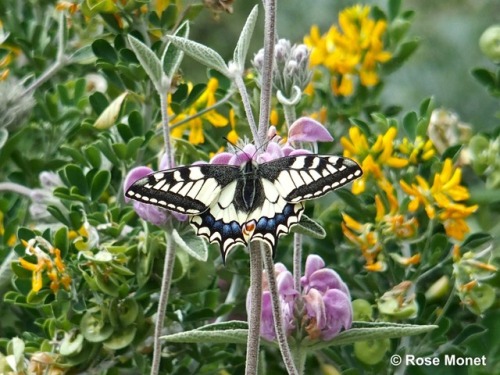 rosemonetphotos: Papilio machaon     06&gt;2016Machaon ou Grand porte-queue