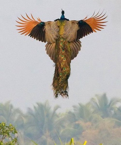 Spread your wings and fly (Peacock)