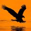w-t-eagle