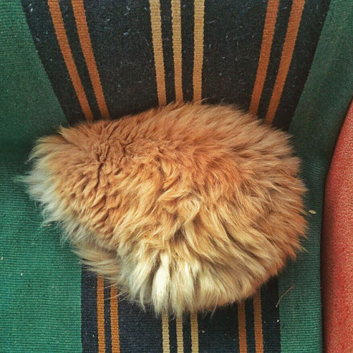 coolcatgroup:mostlycatsmostly:Tribble (by PalSanych)@mostlycatsmostly