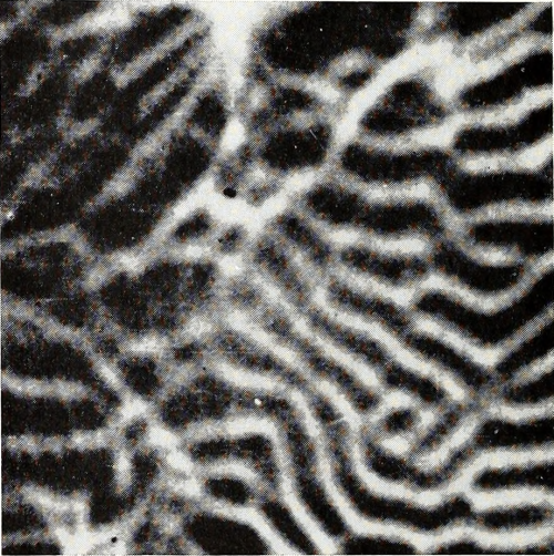 nemfrog:  “Electron mirror micrograph of magnetic domain pattern of barium ferrite.” Encyclopedia of microscopy. 1961. Internet Archive