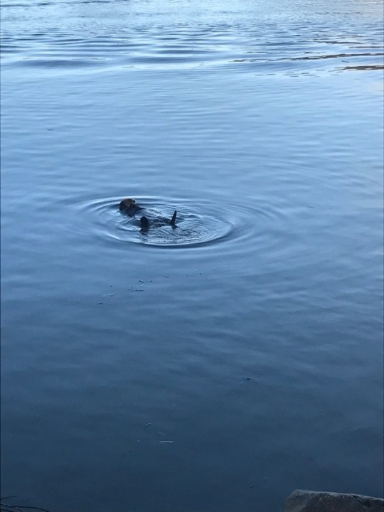 kalicogypsy: mossyoakmaster:   kalicogypsy:  Went kayaking in Morro Bay today, while my boyfriends dad almost crashed into me.  I loved seeing otters in Morro Bay 😊😍   There were quite a few out today, I went by them and the seals. Just doing their