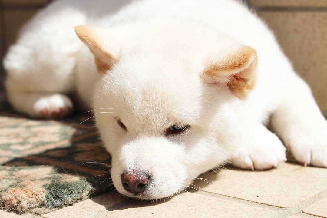 doggosource:thinkin