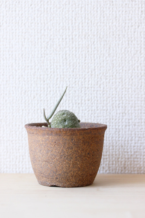 Pseudolithos migiurtinusプセウドリトス ミギウルティヌス