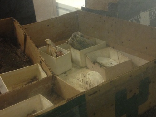 A snapshot of the dermestid colony at the science museum of Minnesota. I love these guys, there&