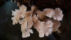 nudityandnerdery: crossconnectmag:   Radically Diverse Australian Fungi Photographed by Steve Axford Photographer Steve Axford (previously)  continues his quest to document some of the world’s most obscure fungi  found in locations around Australia.