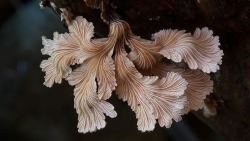 culturenlifestyle:  Steve Axford Captures Strange And Undocumented Australian Fungi  Steve Axford is a photographer on a mission to discover a thread of alien fungi, which has never been captured before. Axford lives in the Northern Rivers of New South