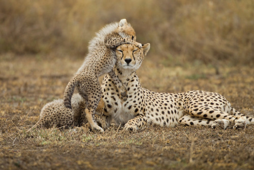 big-catsss:Tanzania, Ngorongoro Conservation Area, Ndutu Plains, Cheetah Cubs (Acinonyx jubatas) p