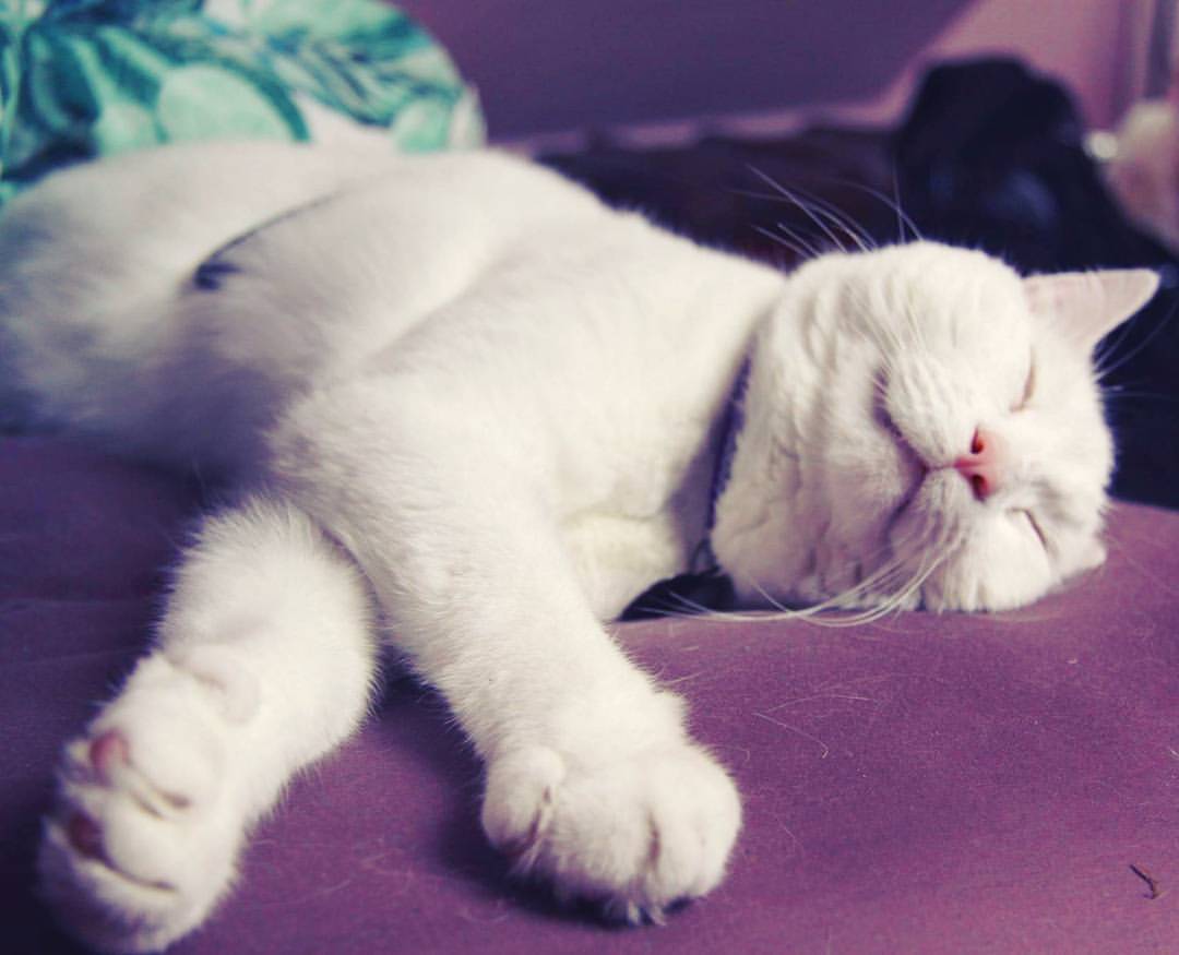 Too hot to run around  #sleepycat #whitecat #lazy #cat #meko #whiskers #paws #cute