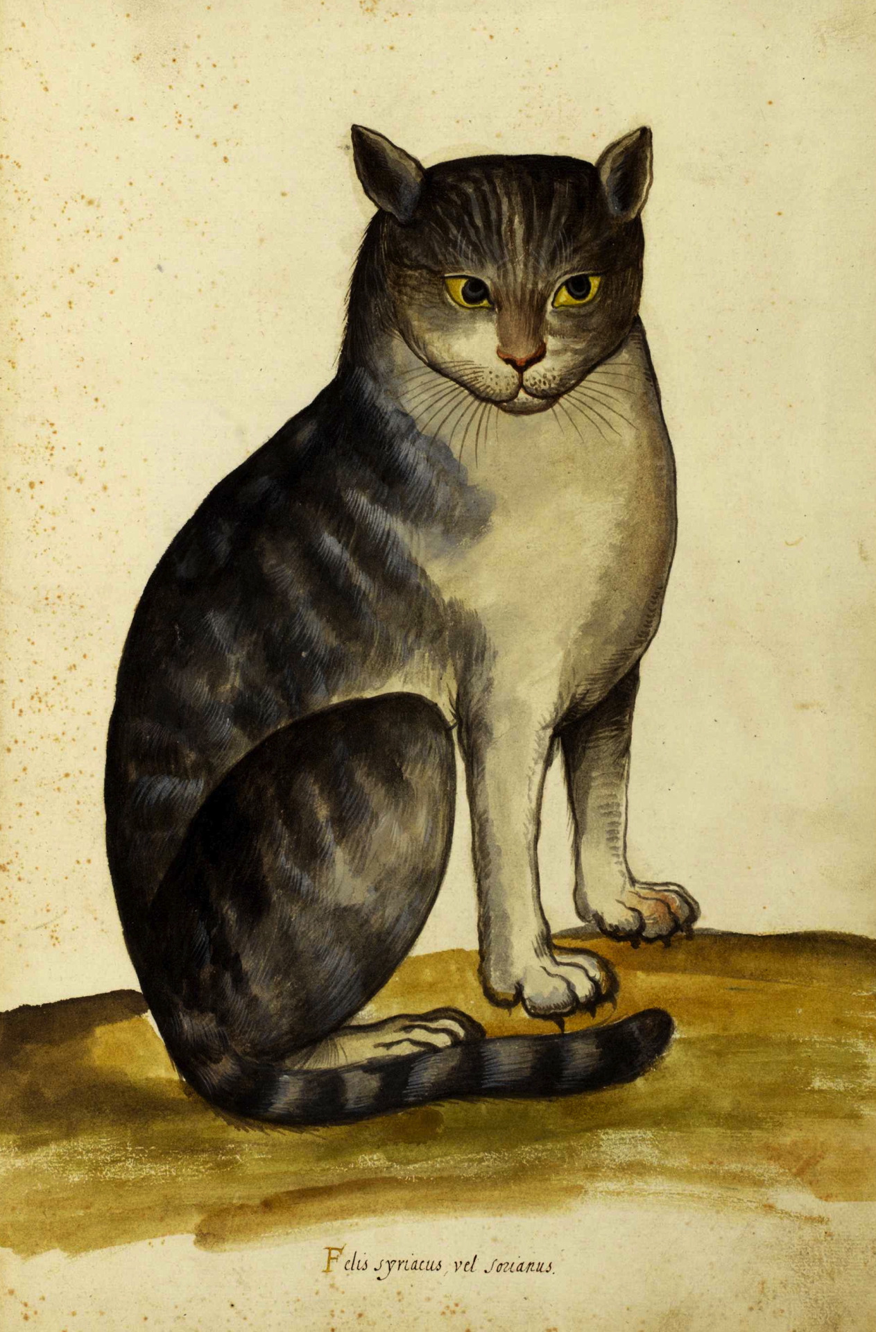 cactus-punk:  Ulisse Aldrovandi (1522-1605)