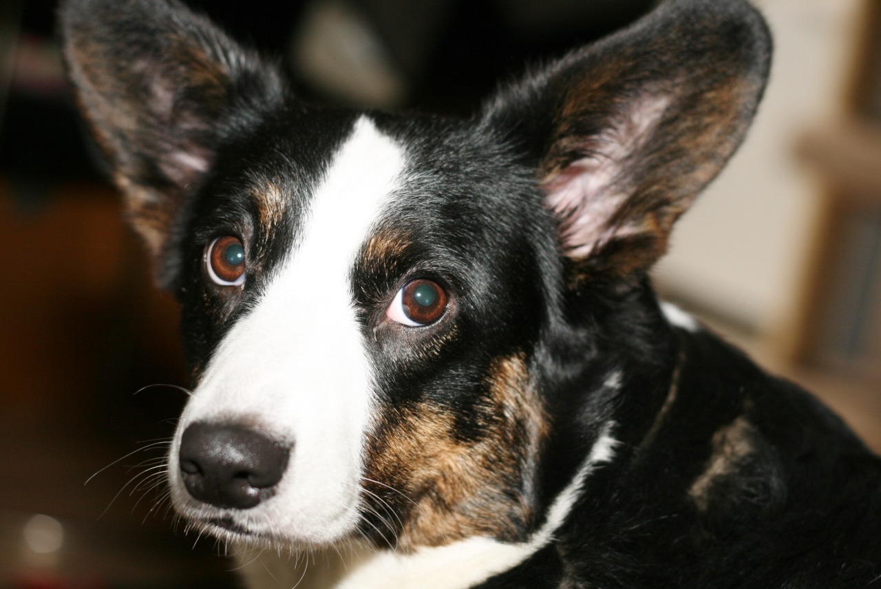 corgiaddict:  dgimpstess:  Playing with a new to me lens and flash…the girl pups.