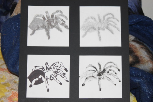 Still busy doing school stuff you even draw updates :/ So, here’s some more school work. Its a tarantula drawn with different things in different ways. Enjoy