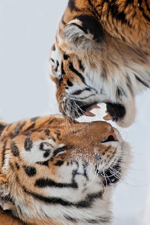 wolverxne:Tigers by: Maxime Riendeau