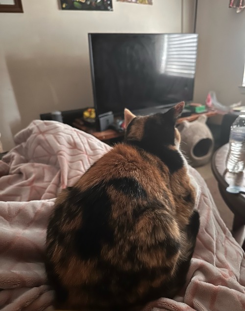 If Its One Thing Buttercups Gonna Do Is Lay On Meespecially If I Have My Pink Blanket