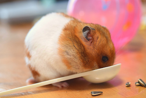 "Carrie Eats A Lot "